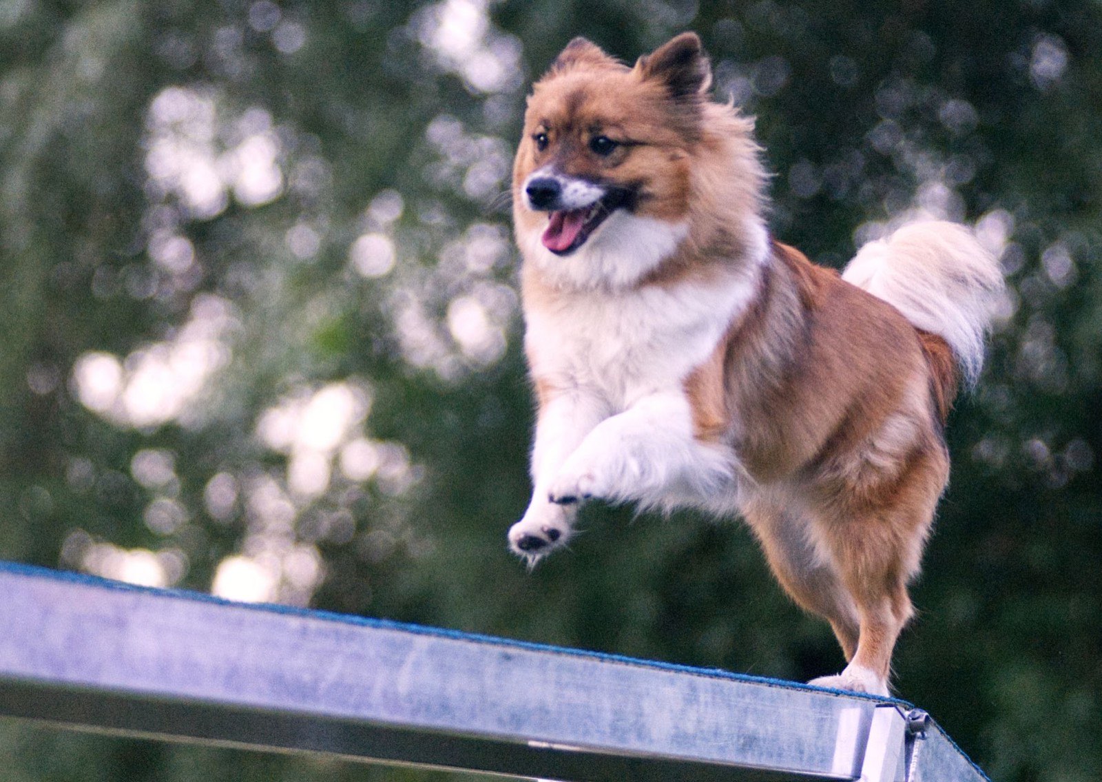 Kleiner Hund läuft konzentriert über den Agility-Laufsteg