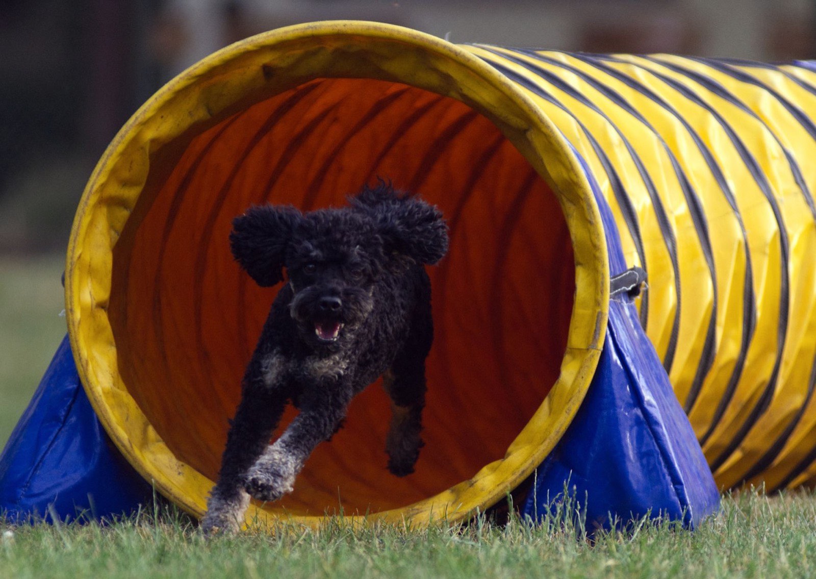 Schwarzer Pudel schießt beim Agility-Training voller Tempo aus dem gelben Stofftunnel