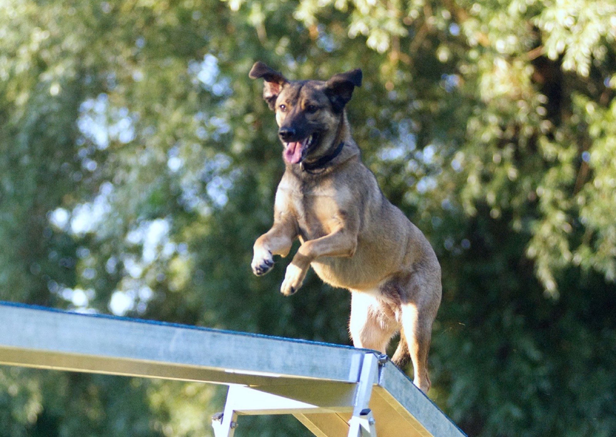 Hund balanciert voller Energie über den Agility-Laufsteg auf dem Trainingsplatz in Dachau