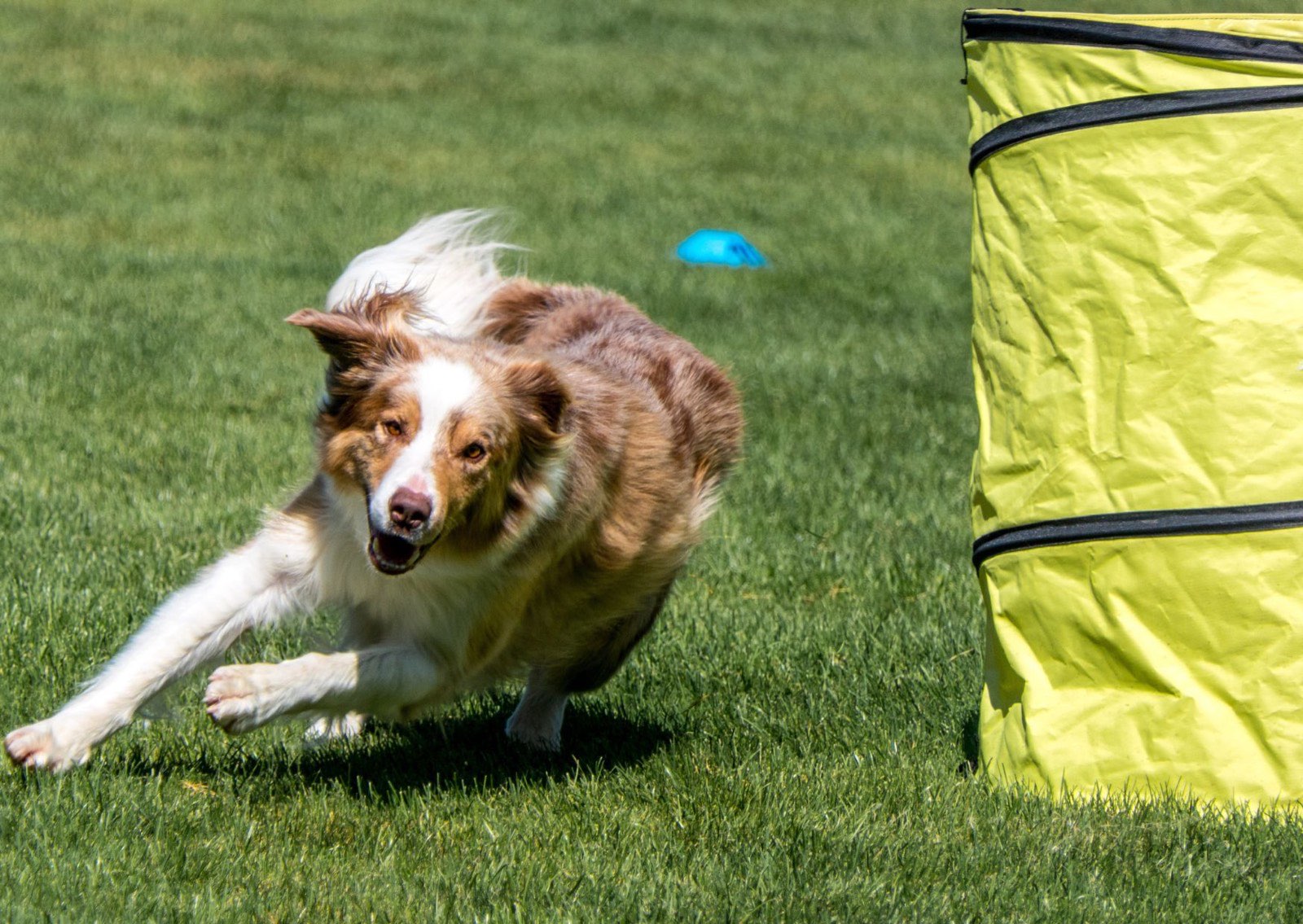 Australian Shepherd rennt hochmotiviert über den Trainingsplatz