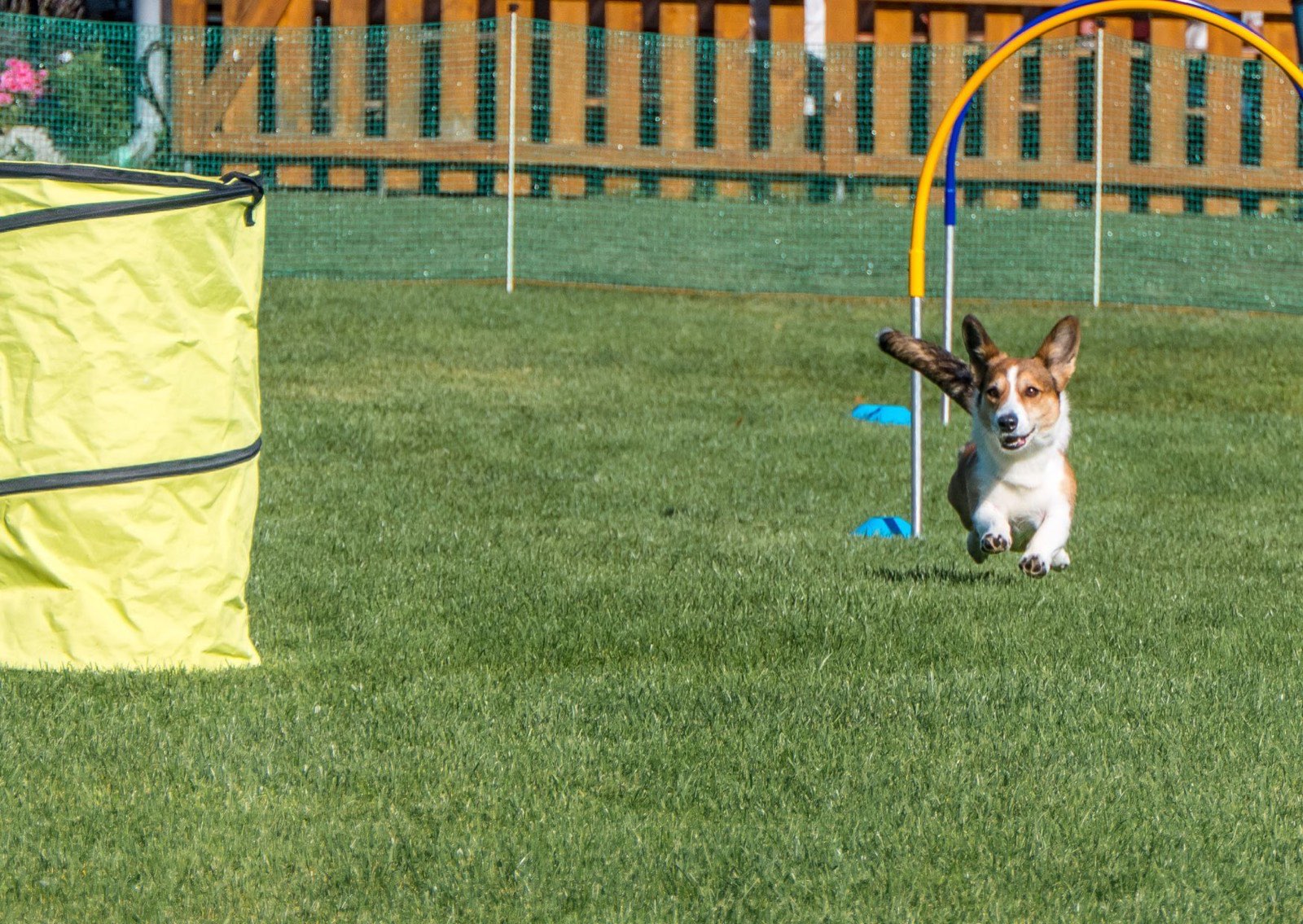 Corgi sprintet beim Hoopers-Training durch einen Bogen über den grünen Rasen