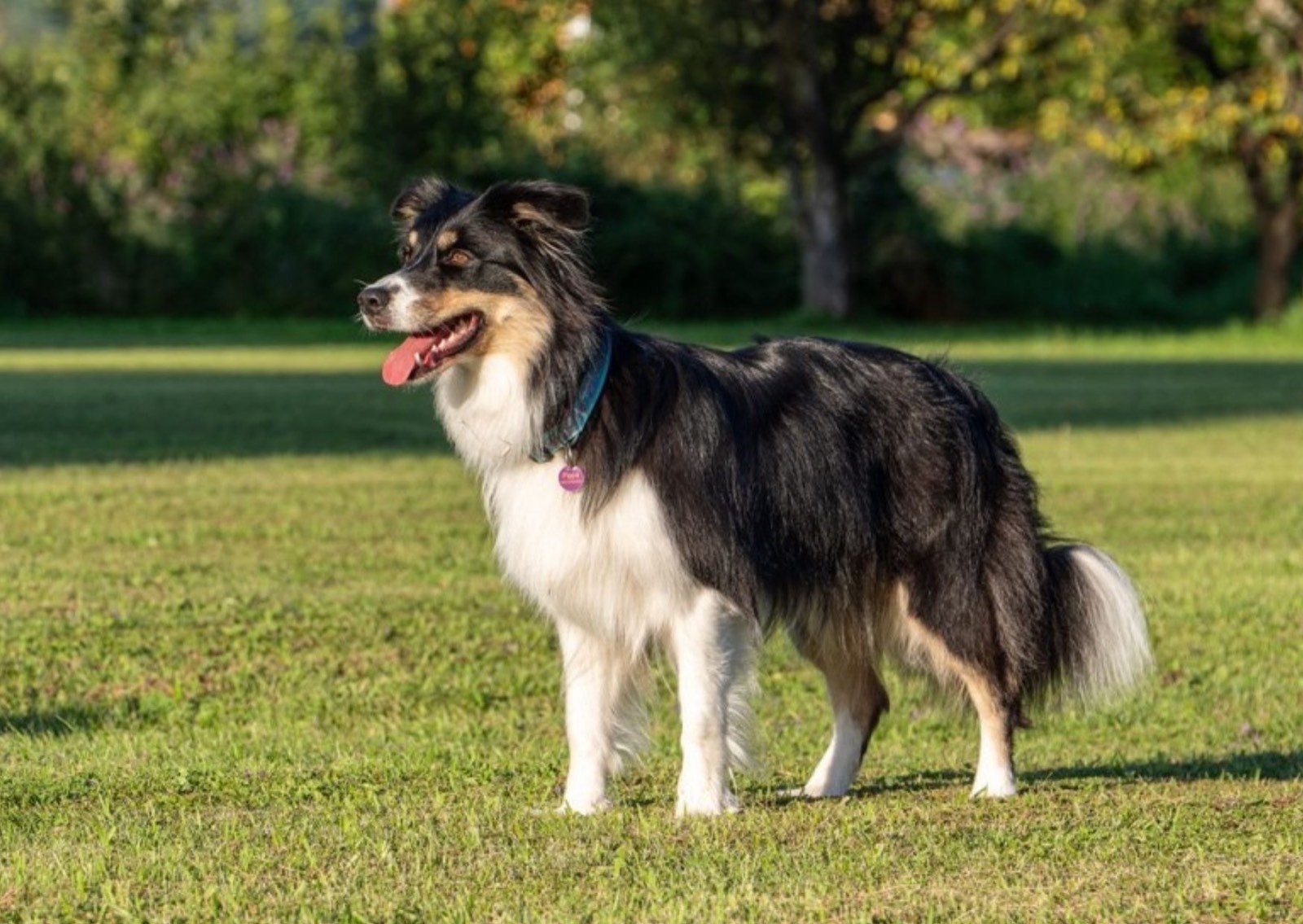 Aufmerksamer Border Collie beim Obedience-Training auf der Wiese