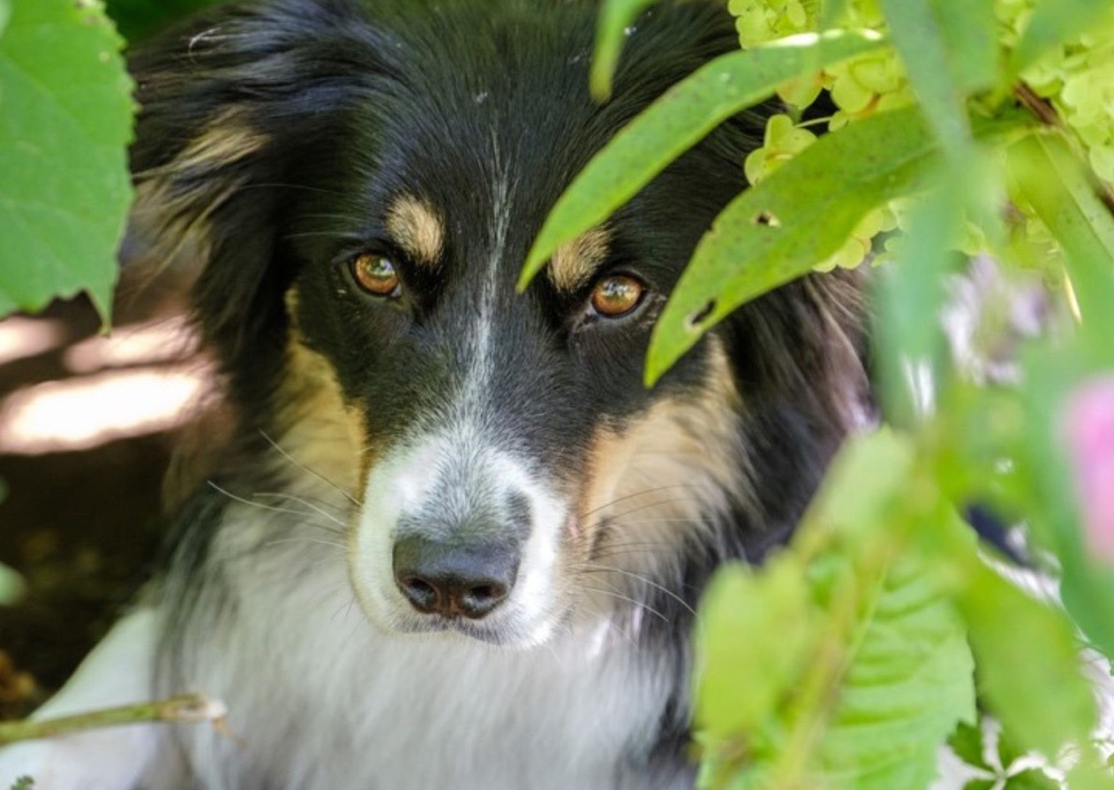 Border Collie schaut aufmerksam durch grüne Blätter