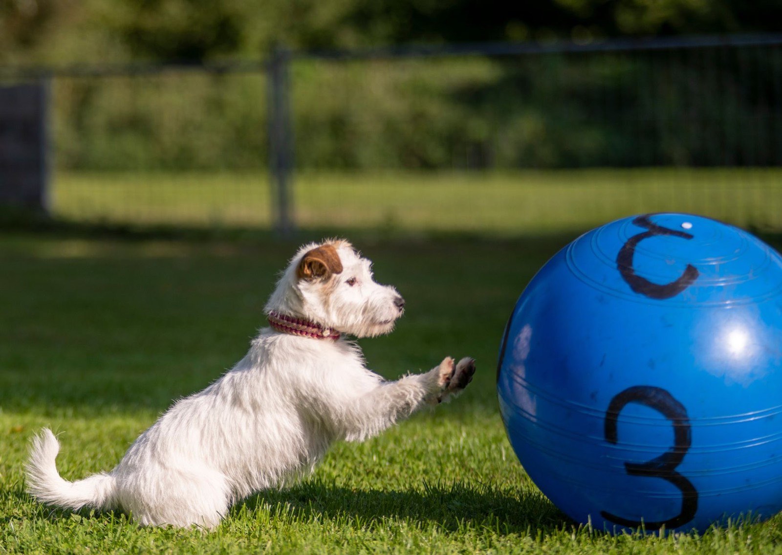Terrier treibt beim Treibball-Training einen großen blauen Gymnastikball